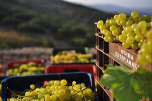 Виноделие Греции, Греческая Македония