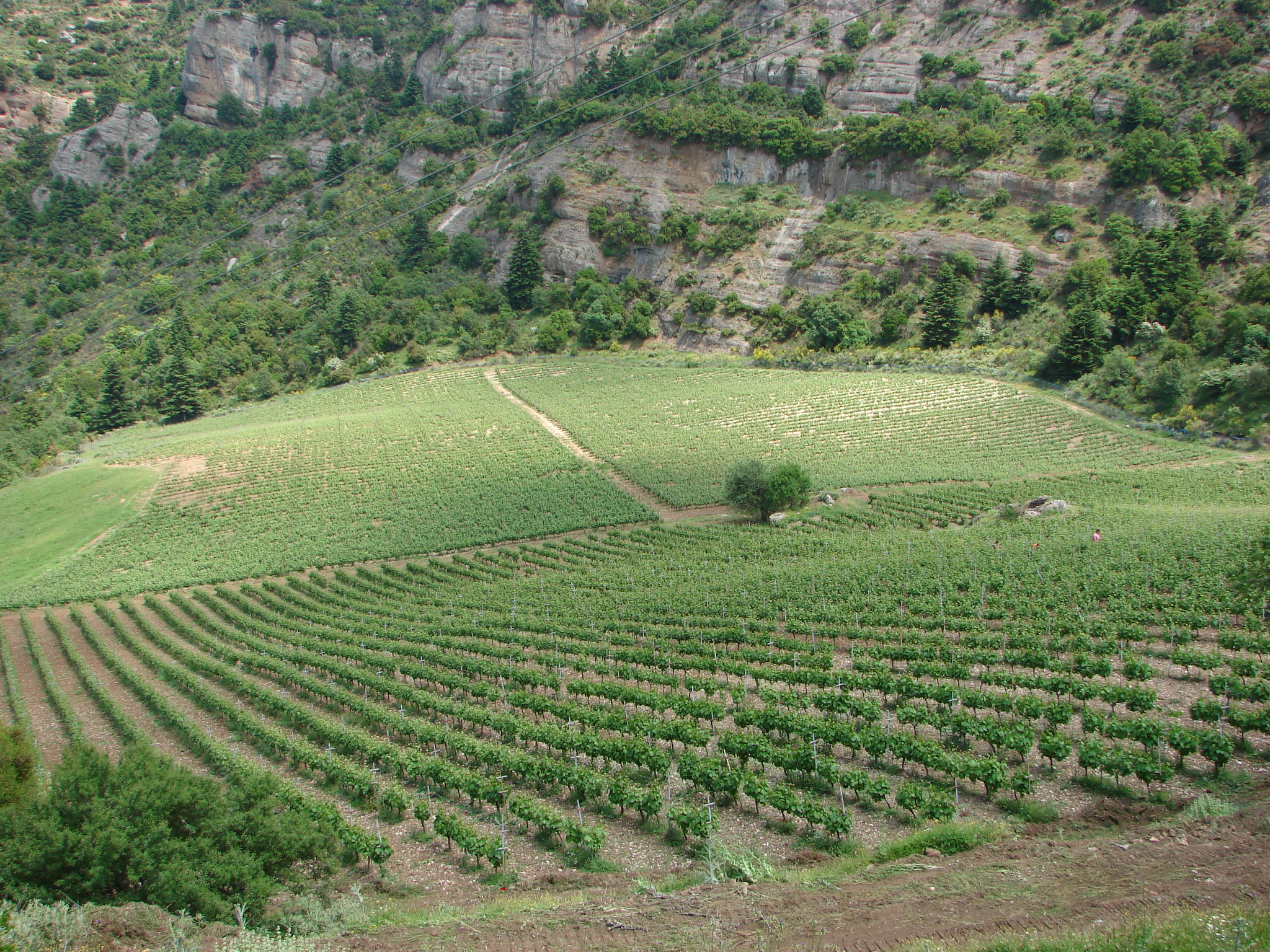 Виноделие Греции, Крит