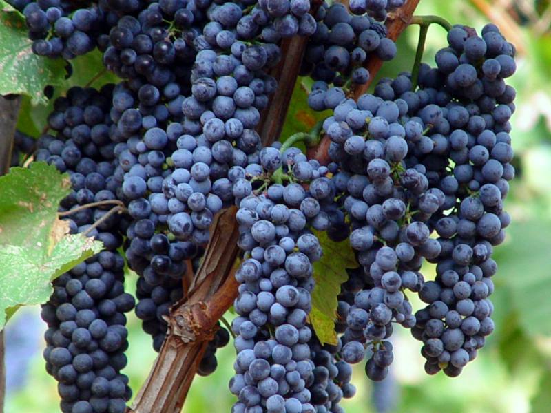 Красностоп сорт винограда - Сомелье