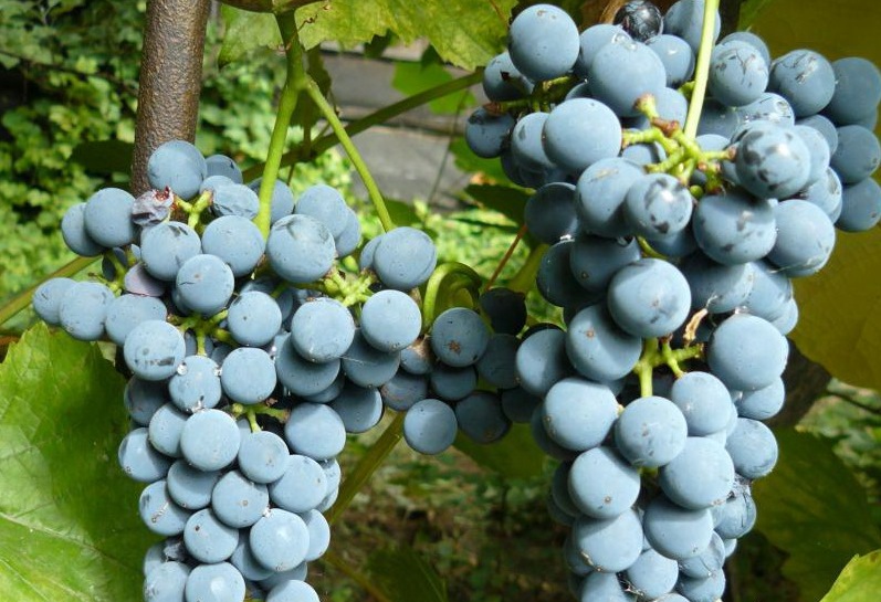 Амурский Потапенко сорт винограда - Сомелье