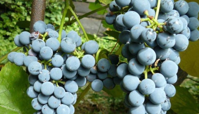 Амурский Потапенко сорт винограда