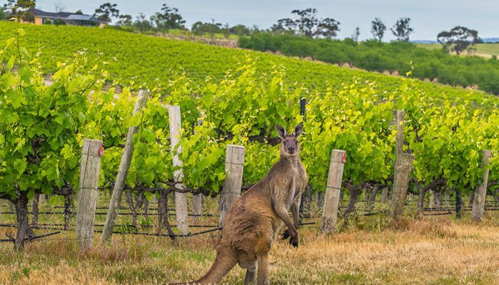 australia-wine-tasting-900x600-kangaroo-in-the-vines-mclaren-vale-great-wine-wildlife-hero-hl-250117