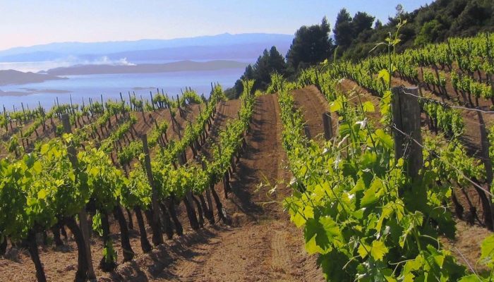 greece-wine-vineyard